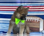 Small Photo #2 Pomsky-Shiba Inu Mix Puppy For Sale in LANCASTER, PA, USA