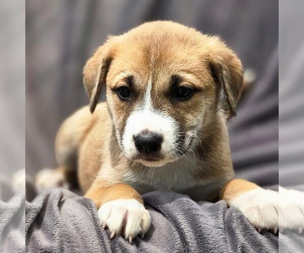 Medium Photo #1 Boxer-Unknown Mix Puppy For Sale in San Diego, CA, USA