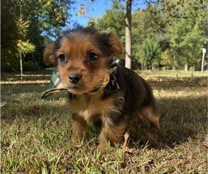 Morkie Puppy for sale in RICHMOND, MI, USA