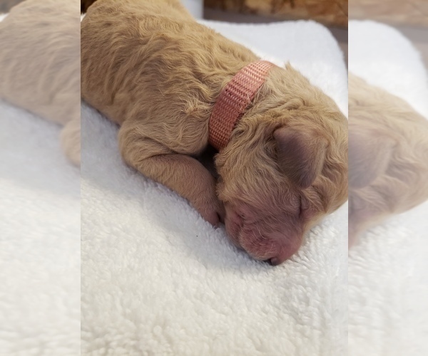 Medium Photo #7 Goldendoodle Puppy For Sale in GRANTSVILLE, UT, USA