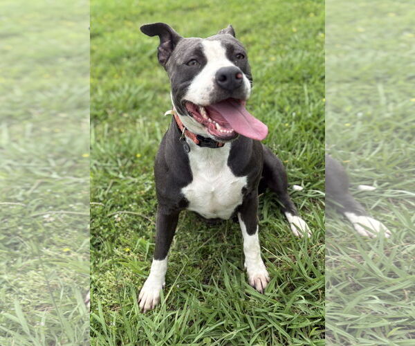 Medium Photo #7 American Pit Bull Terrier-Unknown Mix Puppy For Sale in Virginia Beach, VA, USA