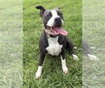 Small #6 American Pit Bull Terrier Mix