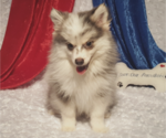 Small Photo #6 Pomsky Puppy For Sale in RAMONA, CA, USA
