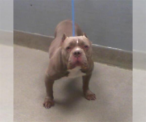 Medium Photo #1 Staffordshire Bull Terrier-Unknown Mix Puppy For Sale in Las Vegas, NV, USA