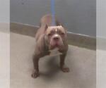 Small Staffordshire Bull Terrier Mix