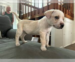 Small #2 American Pit Bull Terrier-American Staffordshire Terrier Mix