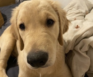 Golden Retriever Puppy for sale in LYNNWOOD, WA, USA