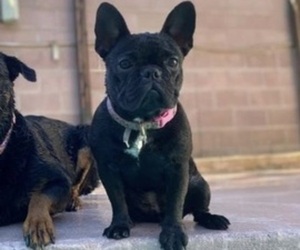 Mother of the French Bulldog puppies born on 05/22/2022