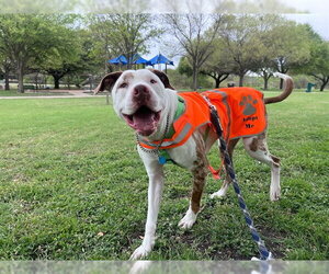 WHISKEY - Male Mutt Dog for Adoption - Photo #2