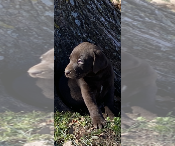 Medium Photo #1 Labrador Retriever Puppy For Sale in LORENA, TX, USA