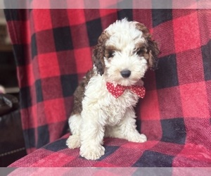 Poodle (Miniature) Puppy for sale in LAKELAND, FL, USA
