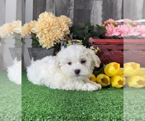 Medium Photo #4 Havanese Puppy For Sale in CANOGA, NY, USA