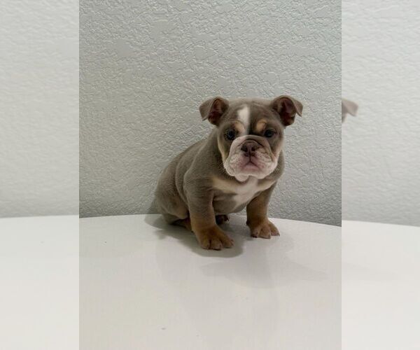 Medium Photo #1 French Bulldog Puppy For Sale in BERKELEY, CA, USA