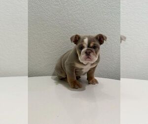 French Bulldog Puppy for sale in BERKELEY, CA, USA
