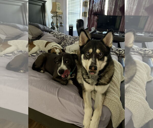 Medium Photo #3 Huskies -Siberian Husky Mix Puppy For Sale in phoenix, AZ, USA