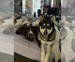 Small #2 Huskies -Siberian Husky Mix