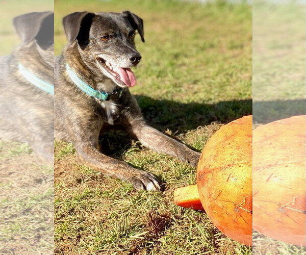 Medium Photo #18 Beagle-Unknown Mix Puppy For Sale in Rockaway, NJ, USA