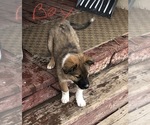 Small Photo #2 Australian Cattle Dog-Border Collie Mix Puppy For Sale in BEDFORD, WY, USA