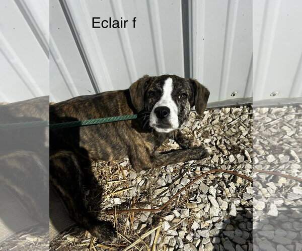 Medium Photo #1 Mutt Puppy For Sale in Evansville, IN, USA