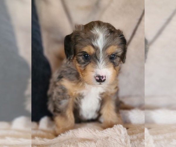Medium Photo #8 Aussiedoodle Miniature -Miniature Bernedoodle Mix Puppy For Sale in MIDDLEBURY, IN, USA