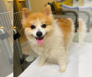 Pomeranian Dogs for adoption in Benton, LA, USA