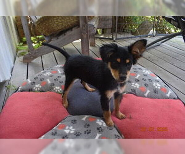 Medium Photo #1 Basenji-Unknown Mix Puppy For Sale in Grafton, WI, USA