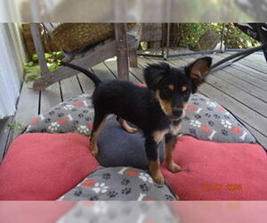 Basenji-Unknown Mix Dogs for adoption in Grafton, WI, USA