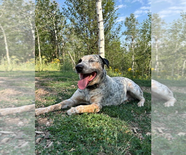 Medium Photo #7 Mutt Puppy For Sale in Salt Lake City, UT, USA