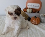 Small #8 ShihPoo
