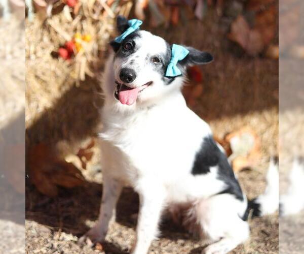 Medium Photo #3 Australian Shepherd-Unknown Mix Puppy For Sale in San Antonio, TX, USA