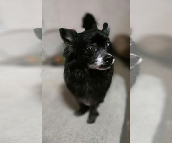 Medium Photo #4 Pomeranian Puppy For Sale in Aurora, IN, USA