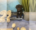 Small Photo #7 Portuguese Water Dog Puppy For Sale in FRANKLIN, TN, USA