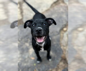 Walker W - Male Mutt Dog for Adoption - Photo #2