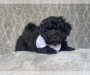 Cavachon-ShihPoo Mix Puppy for sale in LAKELAND, FL, USA