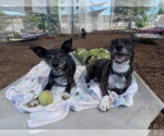 Small #4 Chihuahua Mix