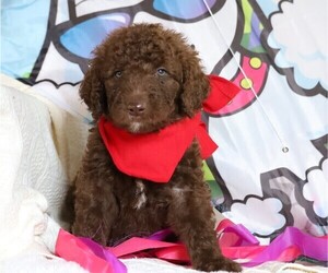 Goldendoodle Puppy for sale in FREDERICKSBG, OH, USA