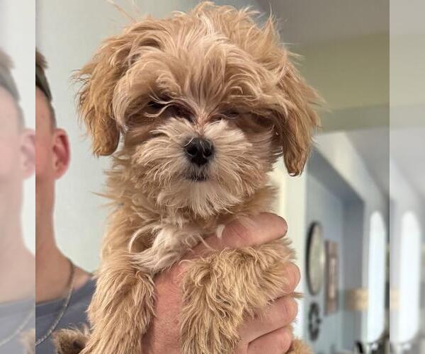 Medium Photo #10 Maltipoo (Miniature) Puppy For Sale in San Diego, CA, USA