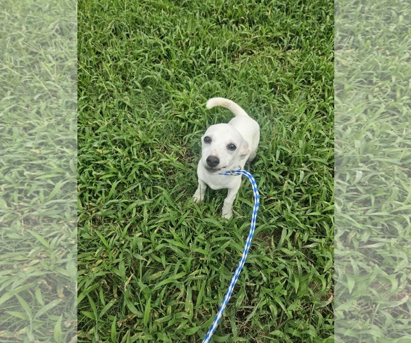 Medium Photo #7 Chiweenie Puppy For Sale in Wakefield, RI, USA
