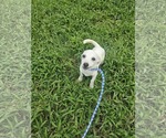 Small #6 Chiweenie