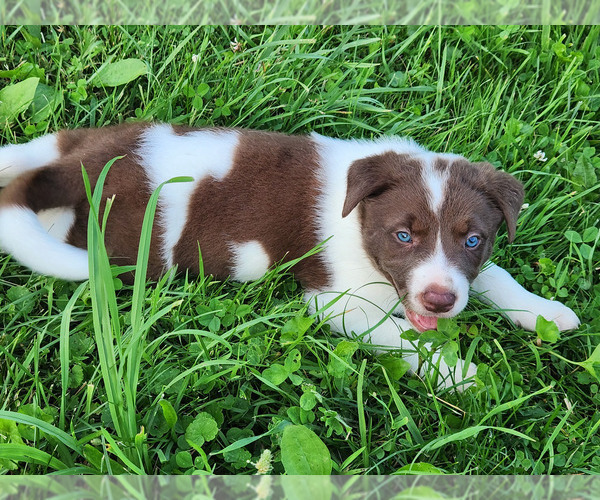 Medium Photo #7 Border Collie Puppy For Sale in INDEPENDENCE, WV, USA