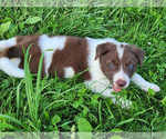 Small #1 Border Collie