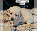 Puppy GREEN Labrador Retriever