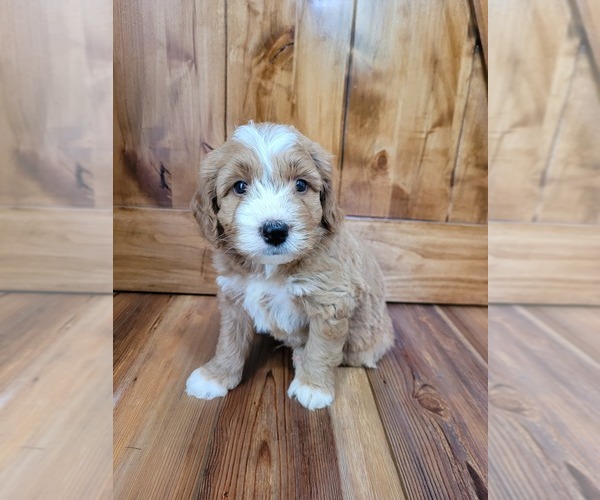 Medium Photo #2 Miniature Bernedoodle Puppy For Sale in LAKE CITY, FL, USA