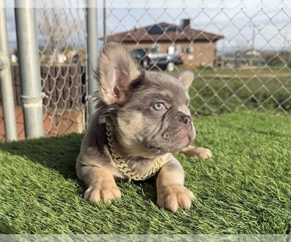Medium Photo #15 French Bulldog Puppy For Sale in SAN JOSE, CA, USA