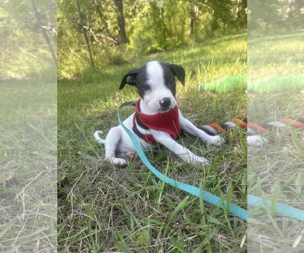 Medium Photo #3 Bulldog-Unknown Mix Puppy For Sale in Tarrytown, GA, USA