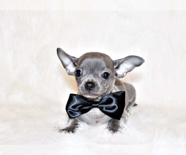 Medium Photo #55 Chihuahua Puppy For Sale in CHARLESTON, AR, USA