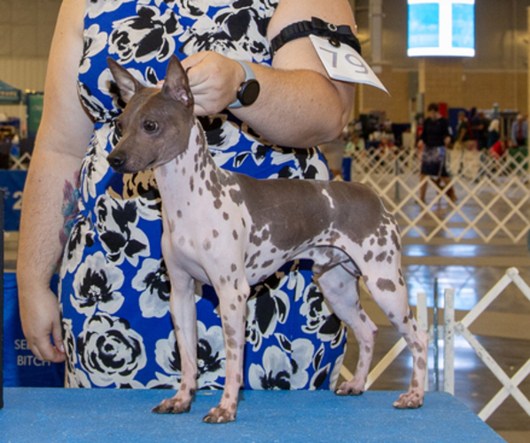 Medium Photo #1 American Hairless Terrier Puppy For Sale in PHOENIX, AZ, USA