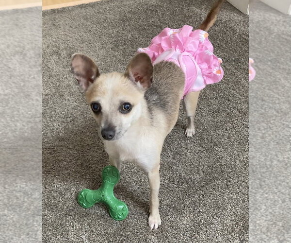 Medium Photo #3 Chihuahua Puppy For Sale in Springdale, PA, USA
