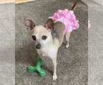 Small #2 Chihuahua