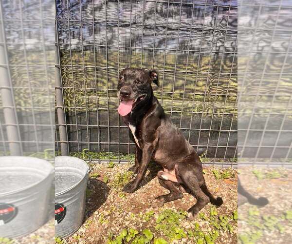 Medium Photo #4 Mutt Puppy For Sale in Abbeville, LA, USA